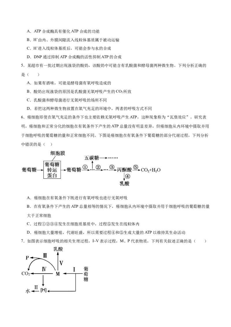 考点通关卷09细胞呼吸（原卷版）_新高考复习资料_2025年新高考资料_2025年高考生物一轮复习考点通关卷（新高考通用）
