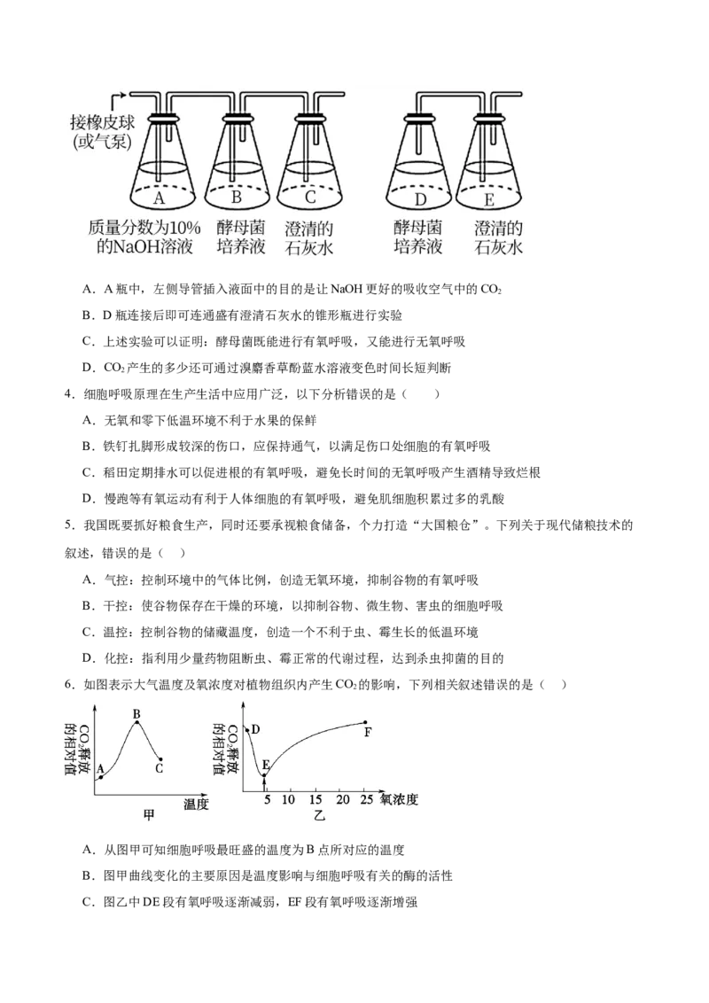 考点通关卷09细胞呼吸（原卷版）_新高考复习资料_2025年新高考资料_2025年高考生物一轮复习考点通关卷（新高考通用）