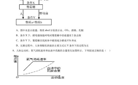 考点通关卷09细胞呼吸（原卷版）_新高考复习资料_2025年新高考资料_2025年高考生物一轮复习考点通关卷（新高考通用）