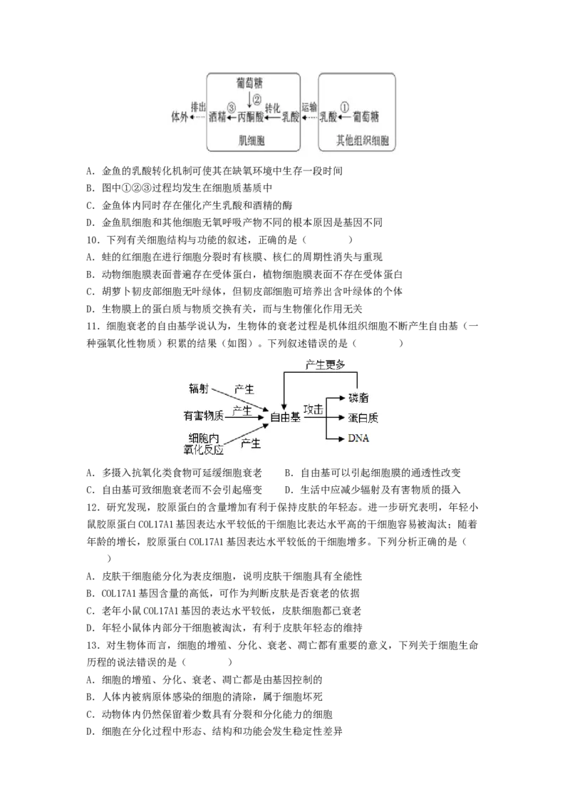考点14细胞的分化、衰老和死亡（核心考点讲与练）-2023年高考生物一轮复习讲练测（全国通用）（原卷版）_通用版（老高考）复习资料_2023年复习资料_一轮复习