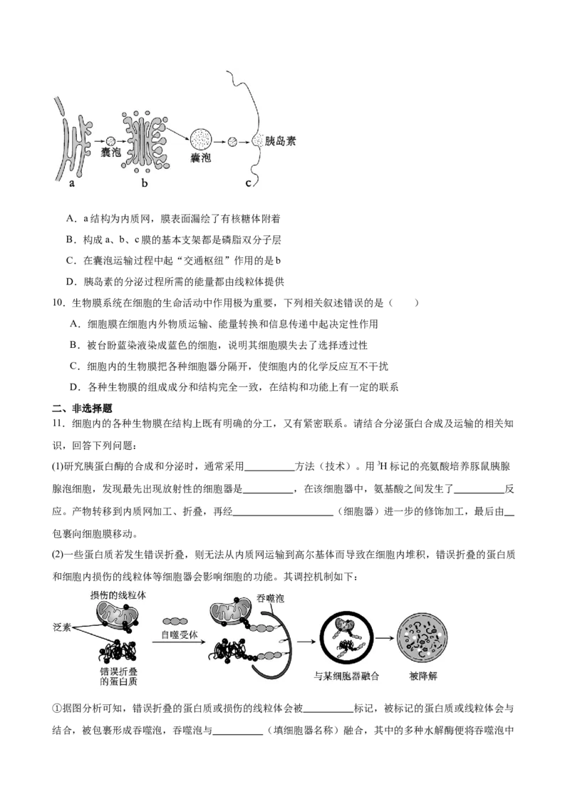 考点通关卷06细胞器和生物膜系统（原卷版）_新高考复习资料_2025年新高考资料_2025年高考生物一轮复习考点通关卷（新高考通用）