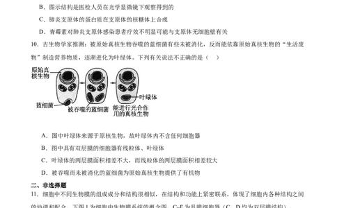 考点通关卷06细胞器和生物膜系统（原卷版）_新高考复习资料_2025年新高考资料_2025年高考生物一轮复习考点通关卷（新高考通用）