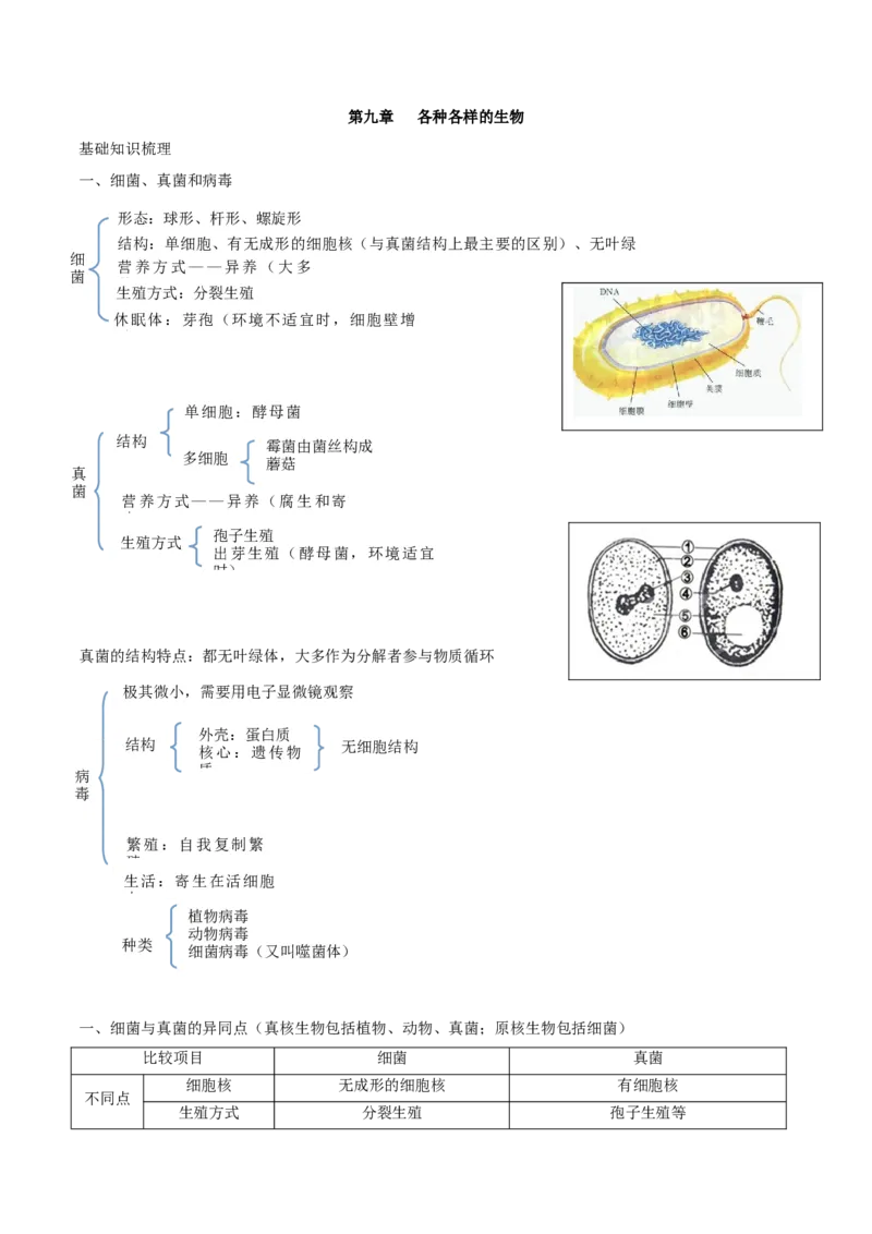 专题九各种各样的生物-2023年中考生物核心考点必背合集_6生物中考复习_2023年中考复习资料_专项复习_2023年中考生物核心考点必背合集-----