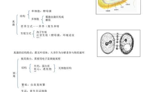 专题九各种各样的生物-2023年中考生物核心考点必背合集_6生物中考复习_2023年中考复习资料_专项复习_2023年中考生物核心考点必背合集-----