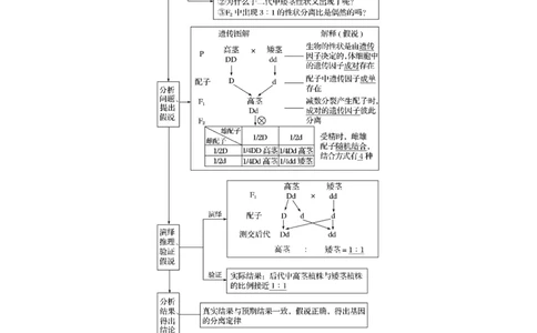 考点15基因的分离定律（核心考点讲与练）-2023年高考生物一轮复习讲练测（全国通用）（解析版）_通用版（老高考）复习资料_2023年复习资料_一轮复习