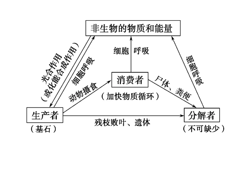 考点精讲13生态系统及其稳定性人与环境（教案）_新高考复习资料_2022年新高考复习资料_2022届一轮复习讲练结合7.13更新_系列二_考点精讲13生态系统及其稳定性人与环境