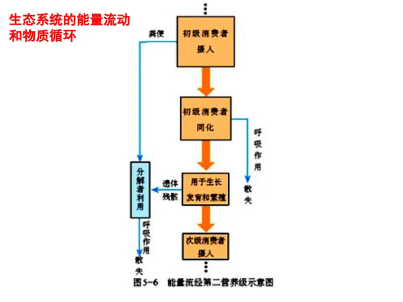 考点精讲13生态系统及其稳定性人与环境（教案）_新高考复习资料_2022年新高考复习资料_2022届一轮复习讲练结合7.13更新_系列二_考点精讲13生态系统及其稳定性人与环境