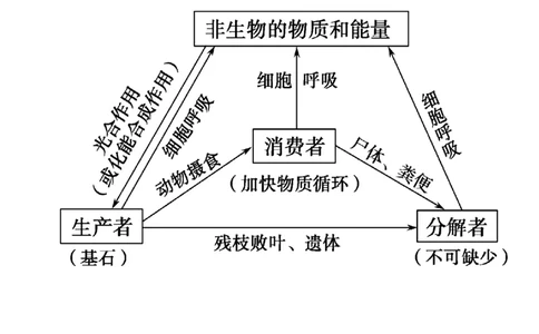 考点精讲13生态系统及其稳定性人与环境（教案）_新高考复习资料_2022年新高考复习资料_2022届一轮复习讲练结合7.13更新_系列二_考点精讲13生态系统及其稳定性人与环境