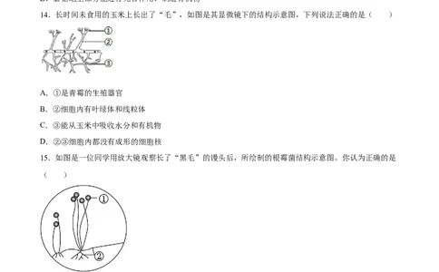 专题18细菌、真菌和病毒（习题精练）-省心备考2024年中考生物一轮复习精讲精练（全国通用）（原卷版）_6生物中考复习_2024年中考复习资料_一轮复习资料