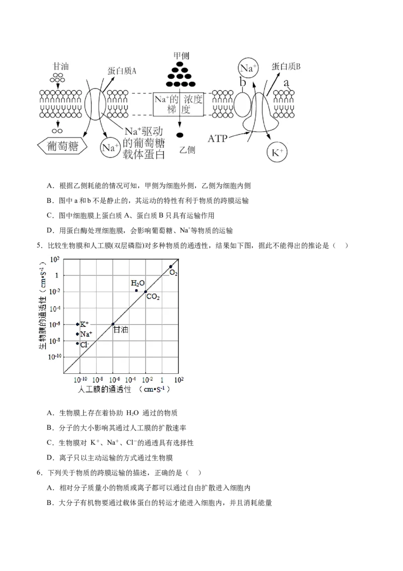 考点通关卷07物质运输（原卷版）_新高考复习资料_2025年新高考资料_2025年高考生物一轮复习考点通关卷（新高考通用）