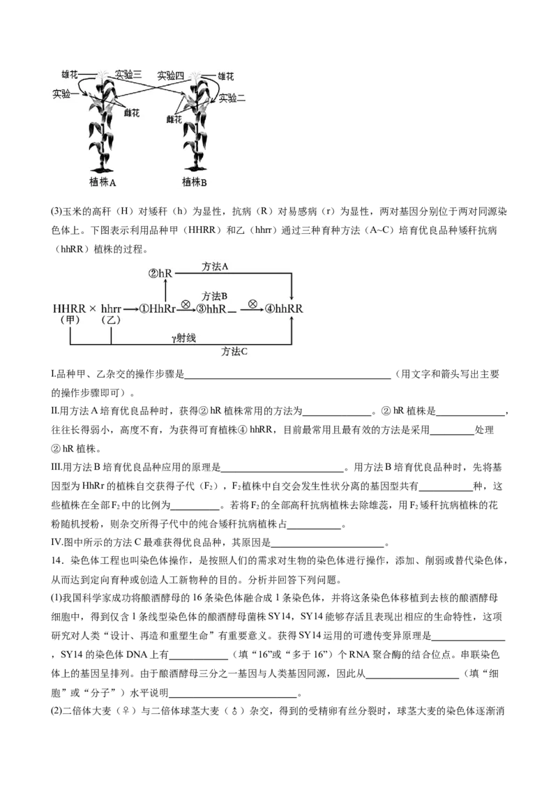 考点通关卷22生物的变异（原卷版）_2025年新高考资料_一轮复习_2025年高考生物一轮复习考点通关卷（新高考通用）