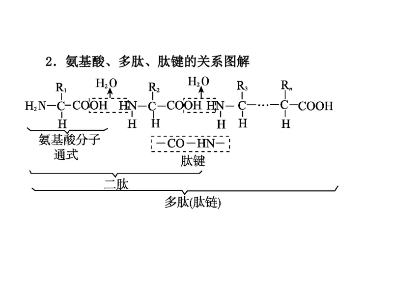 考点精讲2细胞中的元素和化合物（教案）_新高考复习资料_2022年新高考复习资料_2022届一轮复习讲练结合7.13更新_系列二_考点精讲2细胞中的元素和化合物