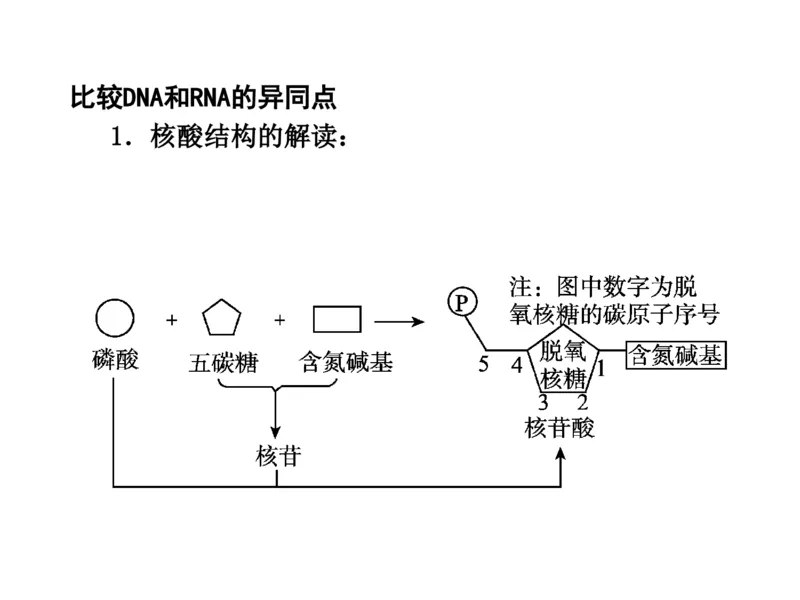 考点精讲2细胞中的元素和化合物（教案）_新高考复习资料_2022年新高考复习资料_2022届一轮复习讲练结合7.13更新_系列二_考点精讲2细胞中的元素和化合物
