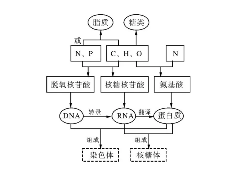 考点精讲2细胞中的元素和化合物（教案）_新高考复习资料_2022年新高考复习资料_2022届一轮复习讲练结合7.13更新_系列二_考点精讲2细胞中的元素和化合物
