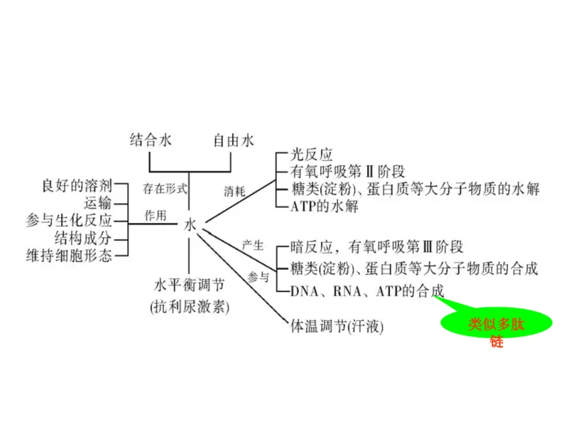 考点精讲2细胞中的元素和化合物（教案）_新高考复习资料_2022年新高考复习资料_2022届一轮复习讲练结合7.13更新_系列二_考点精讲2细胞中的元素和化合物