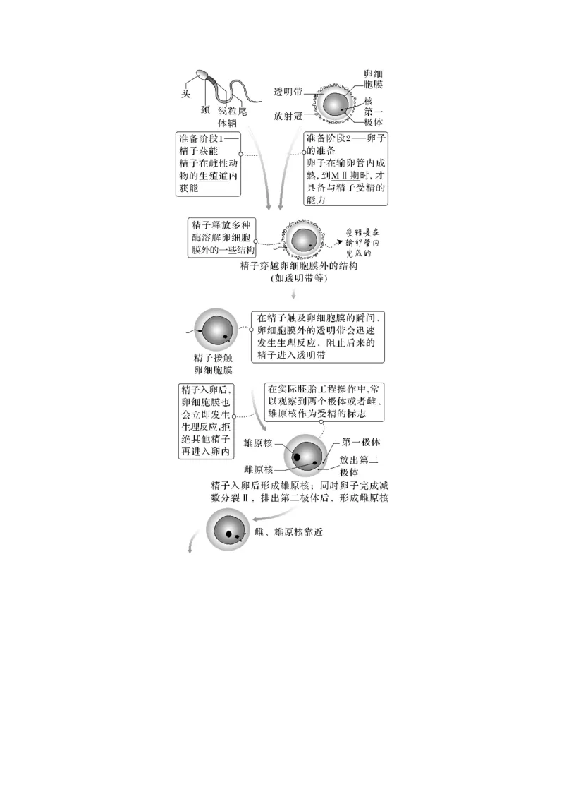 考向27细胞工程-备战2023年高考生物一轮复习考点微专题（全国通用）（原卷版）_通用版（老高考）复习资料_2023年复习资料_一轮复习_备战2023年高考生物一轮复习考点微专题（全国通用）