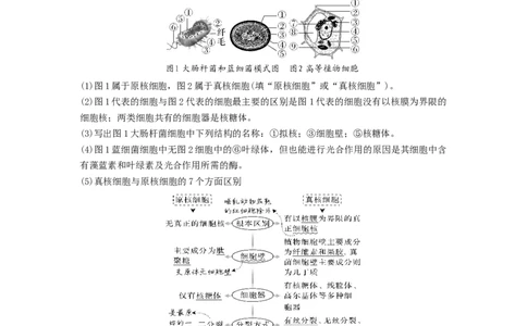 考点02细胞的多样性和统一性（解析版）_通用版（老高考）复习资料_2023年复习资料_一轮复习_2023年高考生物一轮复习讲练测（全国通用）