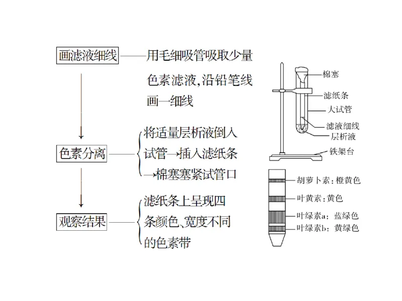 考点精讲6光合作用与能量转化（教案）_新高考复习资料_2022年新高考复习资料_2022届一轮复习讲练结合7.13更新_系列二_考点精讲6光合作用与能量转化
