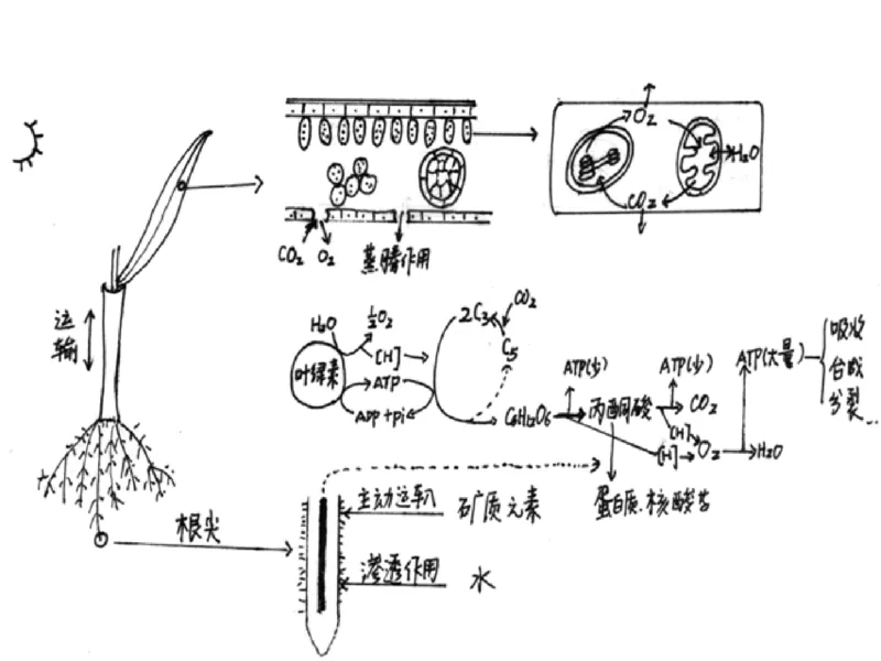 考点精讲6光合作用与能量转化（教案）_新高考复习资料_2022年新高考复习资料_2022届一轮复习讲练结合7.13更新_系列二_考点精讲6光合作用与能量转化