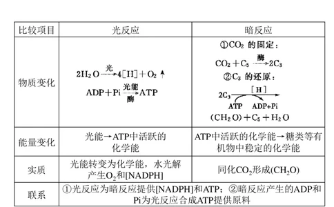 考点精讲6光合作用与能量转化（教案）_新高考复习资料_2022年新高考复习资料_2022届一轮复习讲练结合7.13更新_系列二_考点精讲6光合作用与能量转化