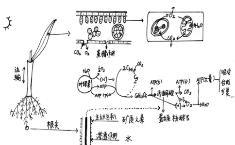 考点精讲6光合作用与能量转化（教案）_新高考复习资料_2022年新高考复习资料_2022届一轮复习讲练结合7.13更新_系列二_考点精讲6光合作用与能量转化