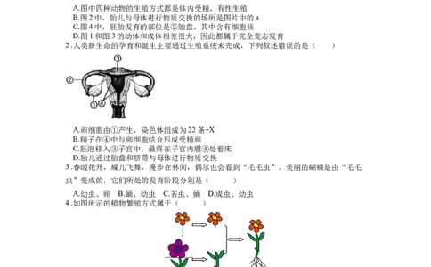 专题22生物的生殖和发育（原卷版）_6生物中考复习_2024年中考复习资料_一轮复习资料_完精准复习课件精讲ppt+习题精练备战2024年中考生物一轮复习全考点通关_配套练习