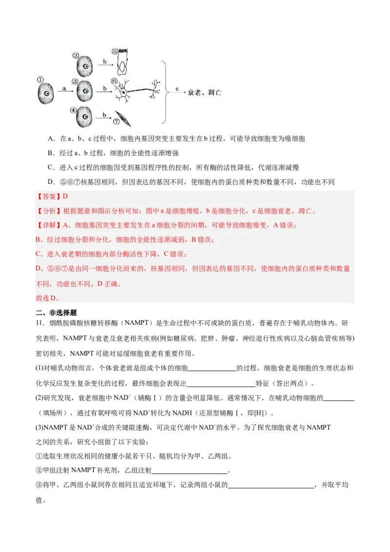 考点通关卷14细胞分化、衰老、凋亡和癌变（解析版）_2025年新高考资料_一轮复习_2025年高考生物一轮复习考点通关卷（新高考通用）