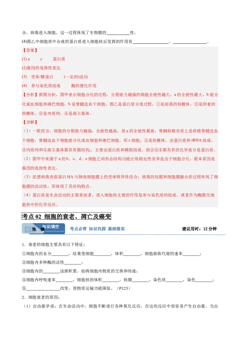 考点通关卷14细胞分化、衰老、凋亡和癌变（解析版）_2025年新高考资料_一轮复习_2025年高考生物一轮复习考点通关卷（新高考通用）