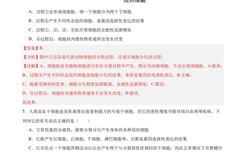 考点通关卷14细胞分化、衰老、凋亡和癌变（解析版）_2025年新高考资料_一轮复习_2025年高考生物一轮复习考点通关卷（新高考通用）