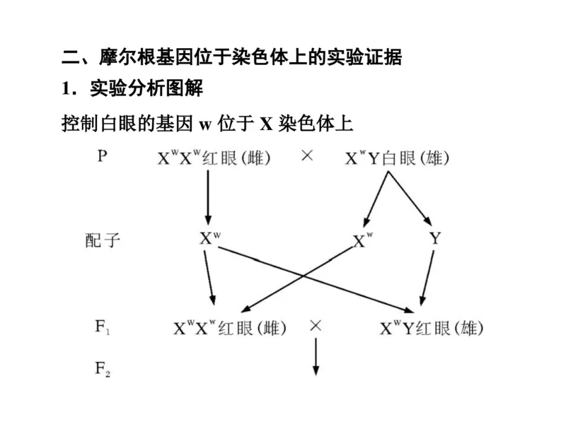 考点精讲9遗传的分子基础（教案）_新高考复习资料_2022年新高考复习资料_2022届一轮复习讲练结合7.13更新_系列二_考点精讲9遗传的分子基础