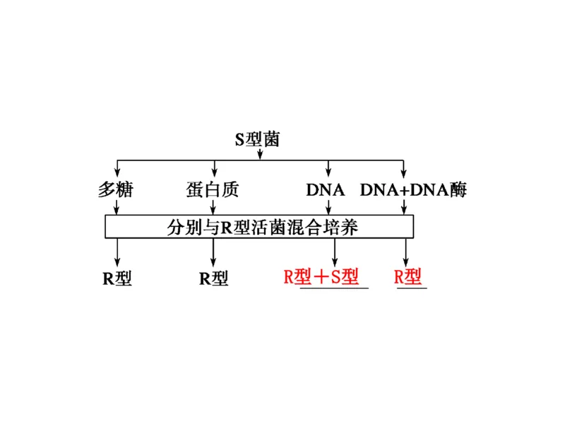 考点精讲9遗传的分子基础（教案）_新高考复习资料_2022年新高考复习资料_2022届一轮复习讲练结合7.13更新_系列二_考点精讲9遗传的分子基础
