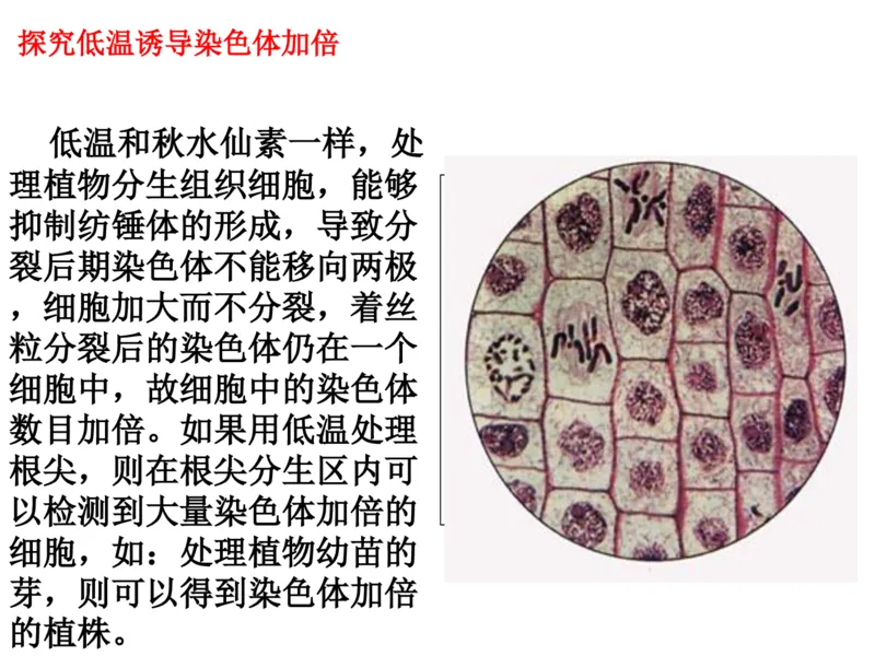 考点精讲9遗传的分子基础（教案）_新高考复习资料_2022年新高考复习资料_2022届一轮复习讲练结合7.13更新_系列二_考点精讲9遗传的分子基础