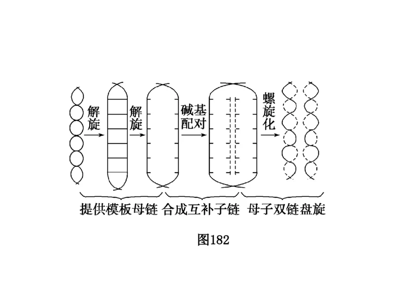 考点精讲9遗传的分子基础（教案）_新高考复习资料_2022年新高考复习资料_2022届一轮复习讲练结合7.13更新_系列二_考点精讲9遗传的分子基础