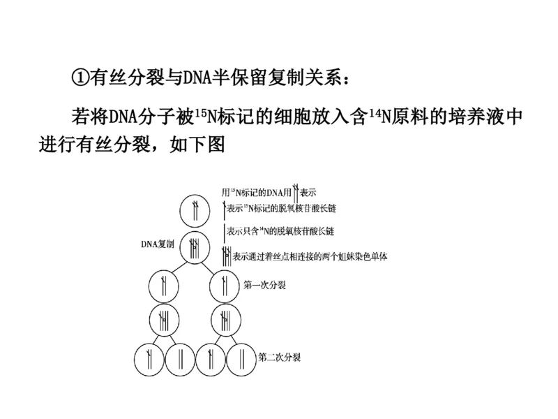 考点精讲9遗传的分子基础（教案）_新高考复习资料_2022年新高考复习资料_2022届一轮复习讲练结合7.13更新_系列二_考点精讲9遗传的分子基础