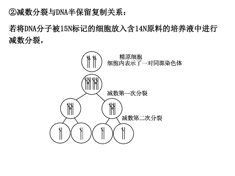 考点精讲9遗传的分子基础（教案）_新高考复习资料_2022年新高考复习资料_2022届一轮复习讲练结合7.13更新_系列二_考点精讲9遗传的分子基础