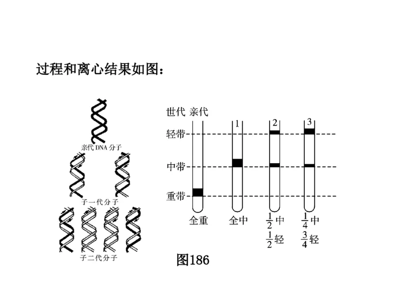 考点精讲9遗传的分子基础（教案）_新高考复习资料_2022年新高考复习资料_2022届一轮复习讲练结合7.13更新_系列二_考点精讲9遗传的分子基础