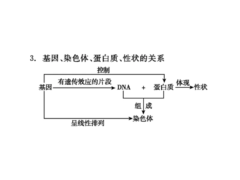 考点精讲9遗传的分子基础（教案）_新高考复习资料_2022年新高考复习资料_2022届一轮复习讲练结合7.13更新_系列二_考点精讲9遗传的分子基础