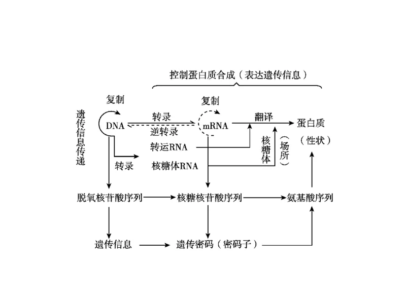 考点精讲9遗传的分子基础（教案）_新高考复习资料_2022年新高考复习资料_2022届一轮复习讲练结合7.13更新_系列二_考点精讲9遗传的分子基础