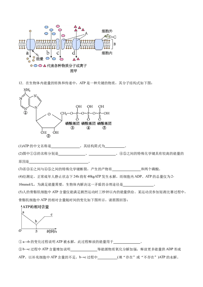 考点通关卷08酶和ATP（原卷版）_新高考复习资料_2025年新高考资料_2025年高考生物一轮复习考点通关卷（新高考通用）