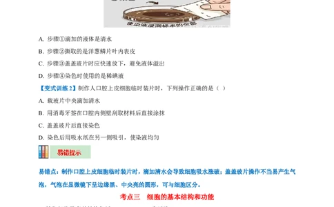 名师导航专题02细胞是生命活动的基本单位--2026年中考生物一轮复习学案（原卷版）_6生物中考复习_2026年中考复习（更新中）_2026年中考生物一轮复习学案（原版卷+解析版）