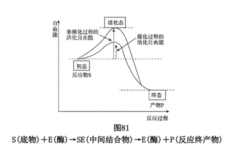 考点精讲4酶和ATP（教案）_新高考复习资料_2022年新高考复习资料_2022届一轮复习讲练结合7.13更新_系列二_考点精讲4酶和ATP