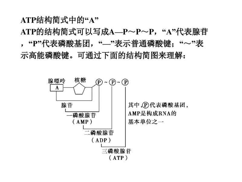 考点精讲4酶和ATP（教案）_新高考复习资料_2022年新高考复习资料_2022届一轮复习讲练结合7.13更新_系列二_考点精讲4酶和ATP