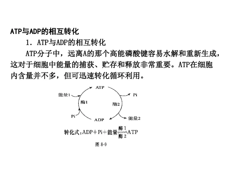考点精讲4酶和ATP（教案）_新高考复习资料_2022年新高考复习资料_2022届一轮复习讲练结合7.13更新_系列二_考点精讲4酶和ATP