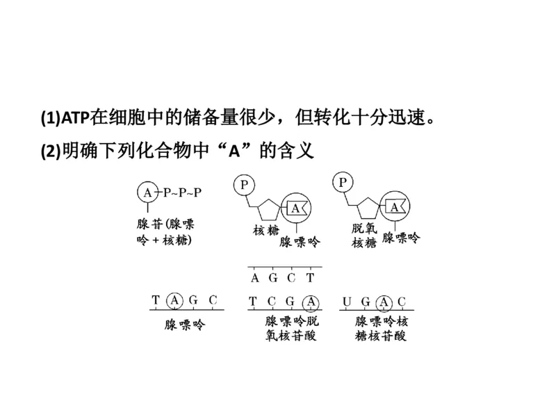 考点精讲4酶和ATP（教案）_新高考复习资料_2022年新高考复习资料_2022届一轮复习讲练结合7.13更新_系列二_考点精讲4酶和ATP