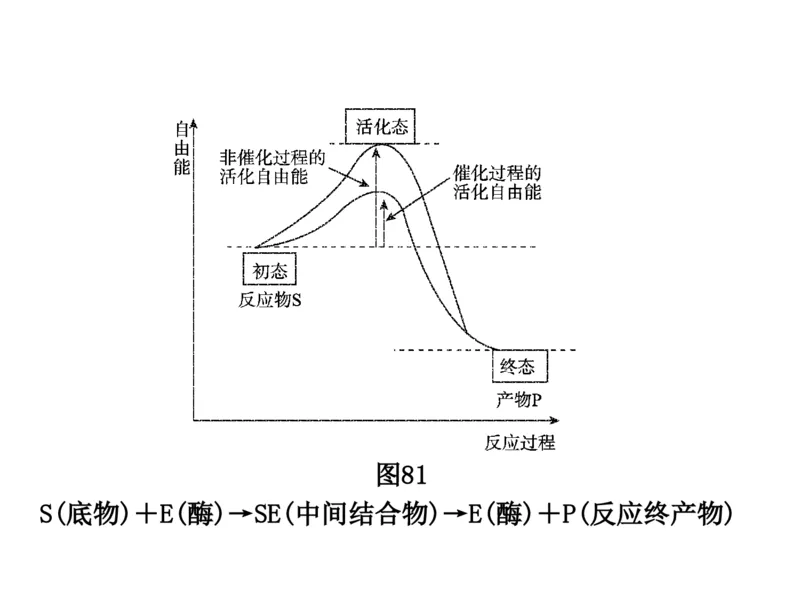 考点精讲4酶和ATP（教案）_新高考复习资料_2022年新高考复习资料_2022届一轮复习讲练结合7.13更新_系列二_考点精讲4酶和ATP