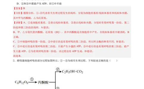 考点通关卷09细胞呼吸（解析版）_2025年新高考资料_一轮复习_2025年高考生物一轮复习考点通关卷（新高考通用）_考点通关卷09细胞呼吸-2025年高考生物一轮复习考点通关卷（新高考通用）
