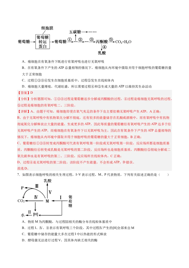 考点通关卷09细胞呼吸（解析版）_2025年新高考资料_一轮复习_2025年高考生物一轮复习考点通关卷（新高考通用）_考点通关卷09细胞呼吸-2025年高考生物一轮复习考点通关卷（新高考通用）
