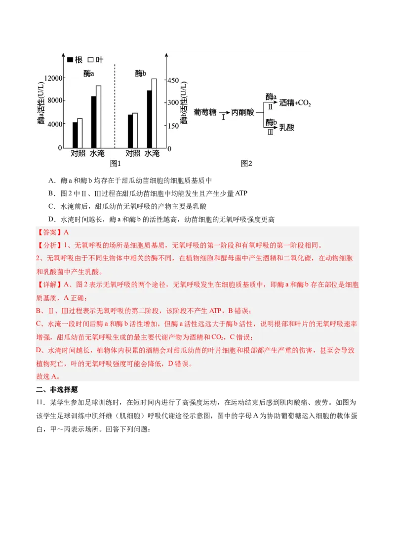 考点通关卷09细胞呼吸（解析版）_2025年新高考资料_一轮复习_2025年高考生物一轮复习考点通关卷（新高考通用）_考点通关卷09细胞呼吸-2025年高考生物一轮复习考点通关卷（新高考通用）