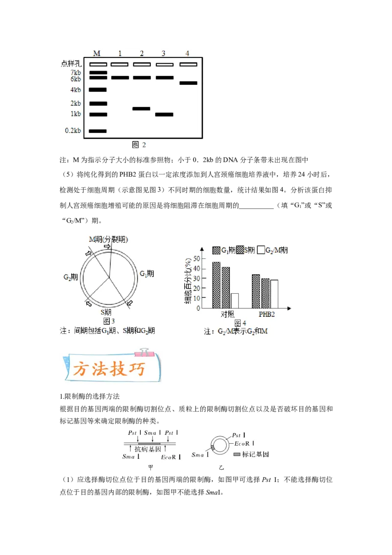 考向28基因工程及生物技术安全性与伦理问题-备战2023年高考生物一轮复习考点微专题（全国通用）（原卷版）_通用版（老高考）复习资料_2023年复习资料_一轮复习