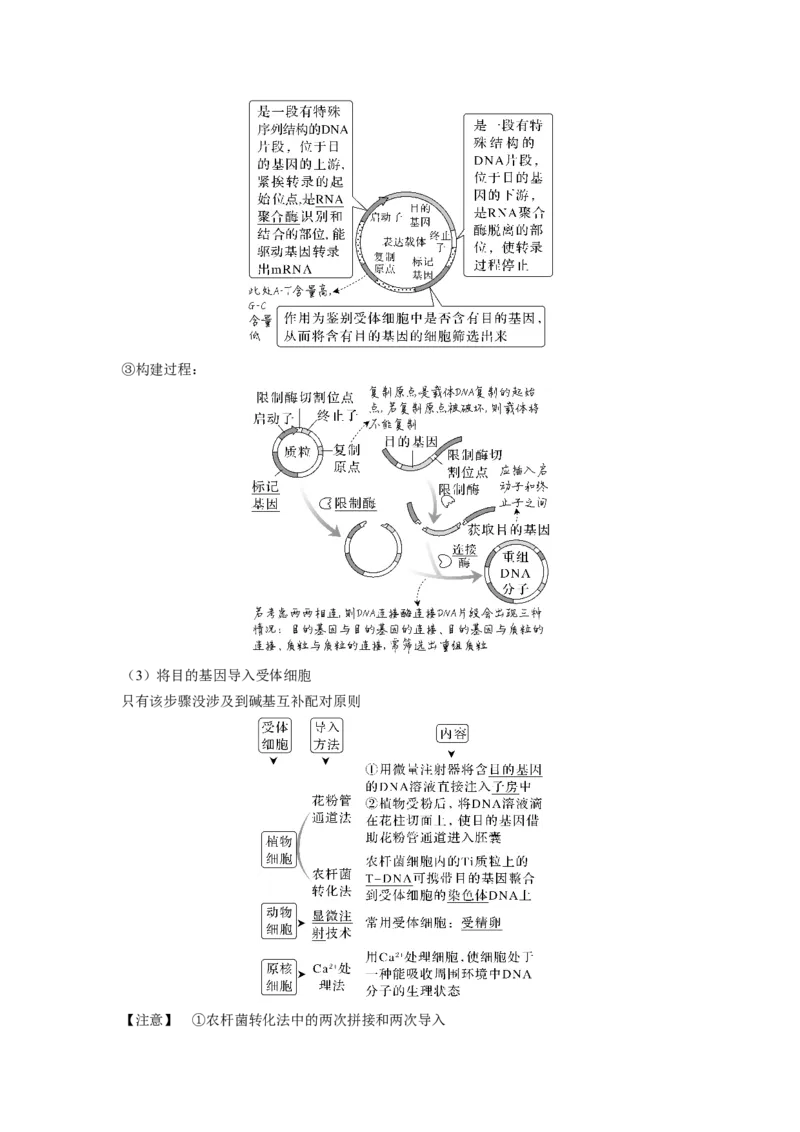 考向28基因工程及生物技术安全性与伦理问题-备战2023年高考生物一轮复习考点微专题（全国通用）（原卷版）_通用版（老高考）复习资料_2023年复习资料_一轮复习